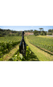 Espumante Chandon Excellence 2012 Magnum 1,5L